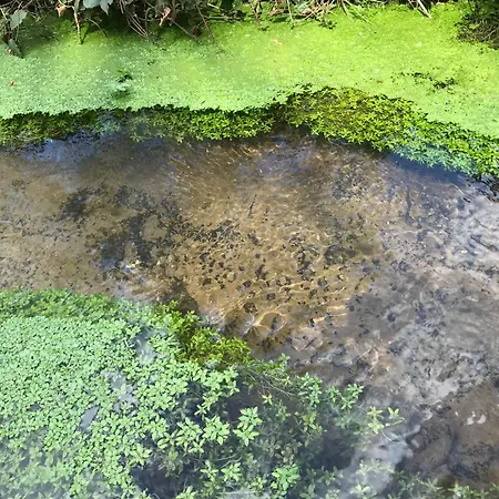 Apartamento Burgstrasse Ost Mit Garten Und Sauna