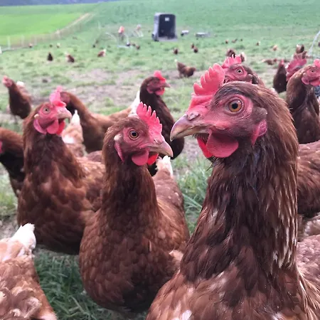 Apartamento Burgstrasse Ost Mit Garten Und Sauna