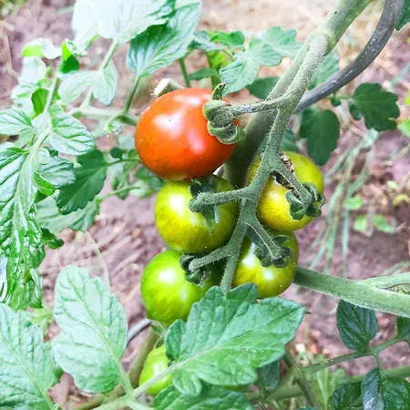 Apartamento Burgstrasse Ost Mit Garten Und Sauna