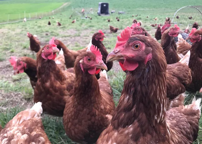 公寓 Burgstrasse Ost Mit Garten Und Sauna