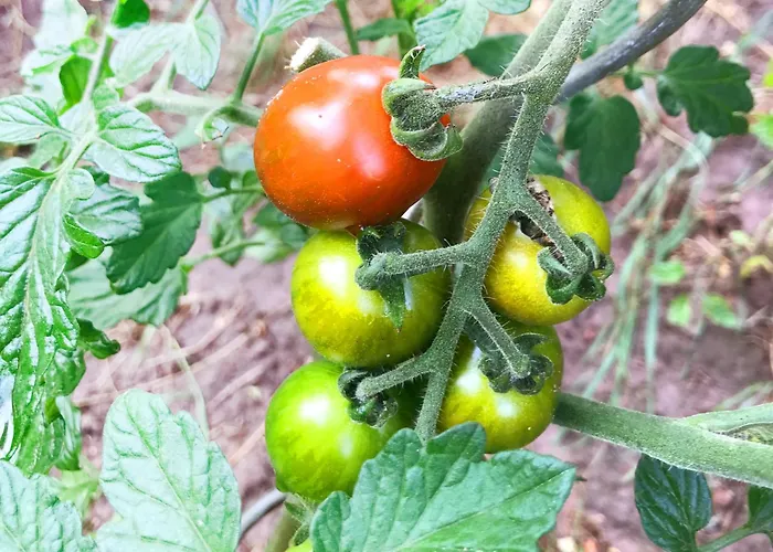 דירה Burgstrasse Ost Mit Garten Und Sauna